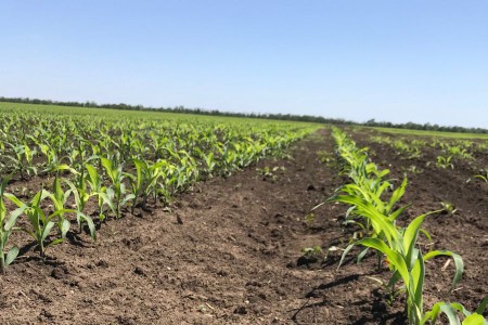 Посевы кукурузы Dekalb