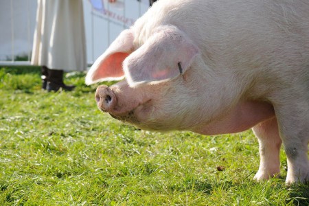 Эстонская беконная порода свиней: описание, характеристики, содержание и отзывы