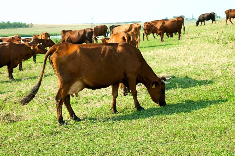 Стадо коров красной степной породы