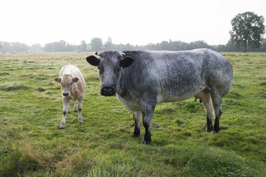 Бельгийская голубая корова с теленком
