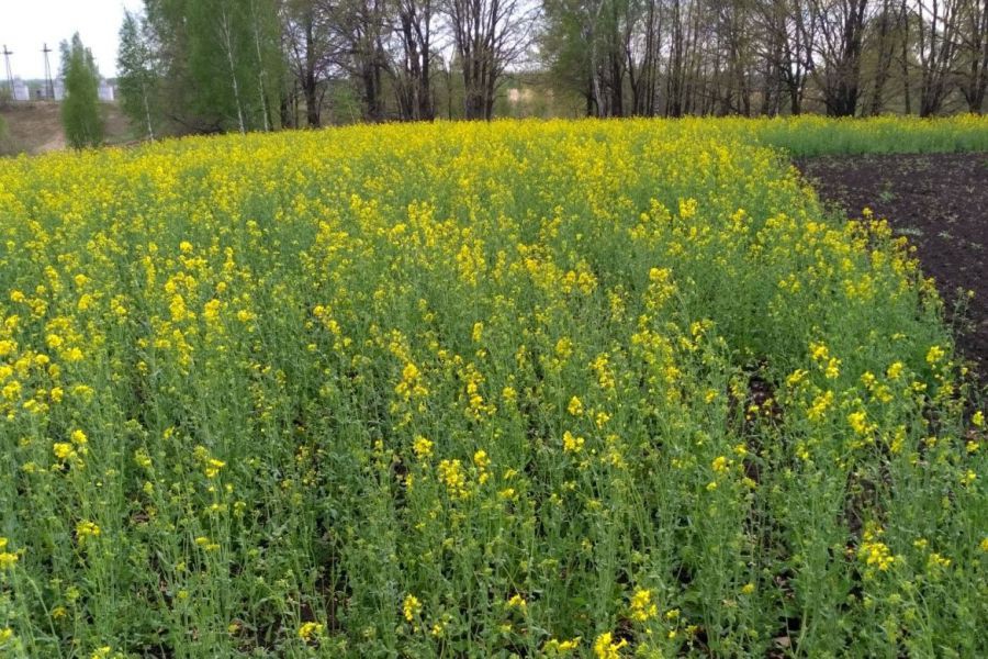 Сурепица озимая на полях Илишевской МТС