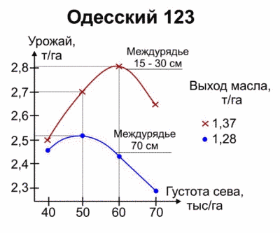 Урожайность гибрида Одесский 123 в зависимости от величины междурядья и густоты сева