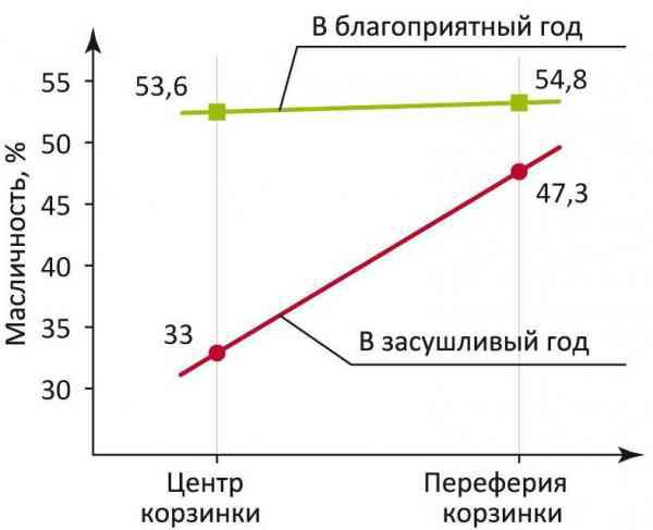 Масличность семян подсолнечника в зависимости от их расположения в корзинке