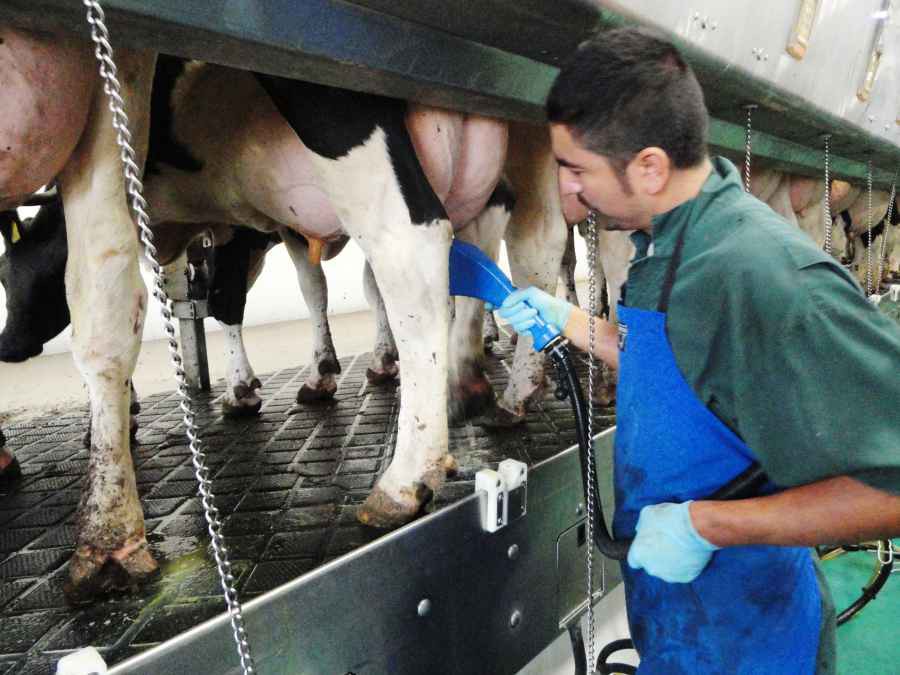 Обработка вымени коров перед доением