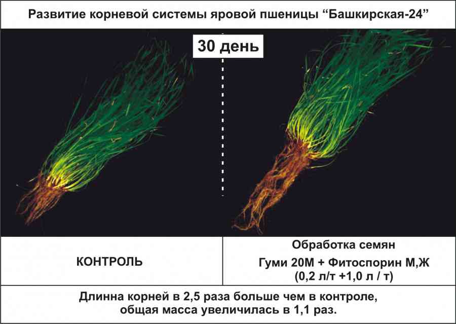 Биотехнология АВЗ на яровой пшенице Башкирская-24, корневая система Биотехнология АВЗ на яровой пшенице Башкирская-24, корневая система