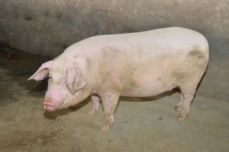 Свинка ливенской породы