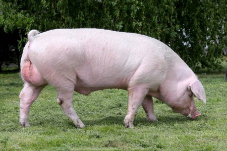 Обзоры пород свиней: описание, характеристики, особенности содержания,оценка продуктивности и отзывы свиноводов