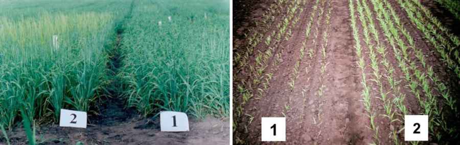Рост растений ярового ячменя сорт Визит с протравителем (1) и Альбит+протравитель (2)