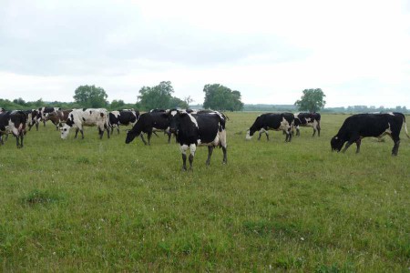 Стадо молочных коров