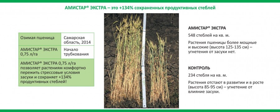 Эффективность Амистар Экстра на озимой пшенице Эффективность Амистар Экстра на озимой пшенице